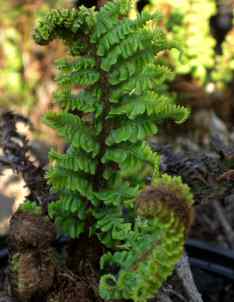 fern Polystichum setiferum Congestum Group ebay  web milliways large plants for sale irish gown hardy garden plants 